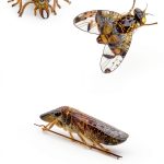 Electron Microscopy Book English Edition 1392 Pages-0