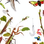 Timber Press Entomology Book Insect Biology Ecology Kindle-0