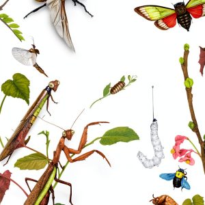 Timber Press Entomology Book Insect Biology Ecology Kindle-0