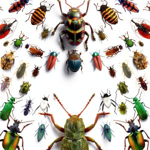 University of Chicago Press Entomology Kindle Book-0