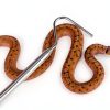 Sheens Snake Hook Stainless Steel Extensible Reptile-1