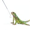 JJUNW Snake Hook Stainless Steel Adjustable Reptile Handler-4