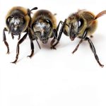 Springer Entomology Book Biological Science Insects Spiders-0